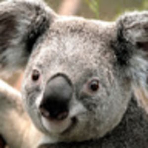 Meet your Posher, Laurie